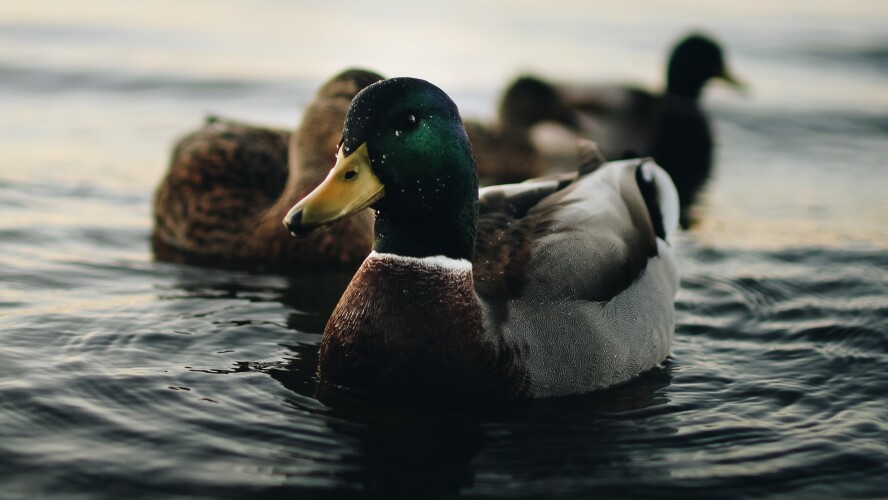 depth of field photography of mallard duck on body of water 660266 1